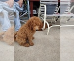 Small #1 Goldendoodle