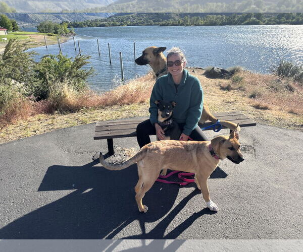 Medium Photo #2 German Shepherd Dog-Unknown Mix Puppy For Sale in Seattle, WA, USA
