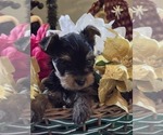 Puppy Female 4 Yorkshire Terrier