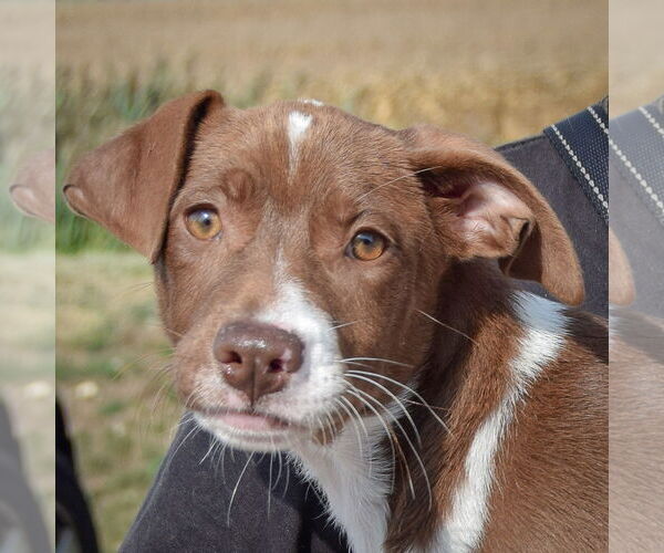 Medium Photo #1 Borador Puppy For Sale in Huntley, IL, USA