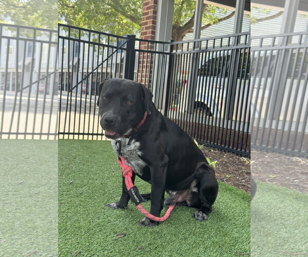 Medium Photo #1 Labrador Retriever-Staffordshire Bull Terrier Mix Puppy For Sale in Holly Springs, NC, USA