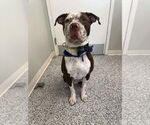 Small #1 American Pit Bull Terrier Mix