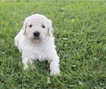 Small Photo #3 Goldendoodle Puppy For Sale in TURIN, NY, USA