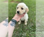 Puppy Lime Green Golden Retriever