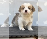 Small #7 Pembroke Welsh Corgi