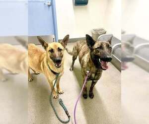 Holland Shepherd-Unknown Mix Dogs for adoption in Imlay City, MI, USA