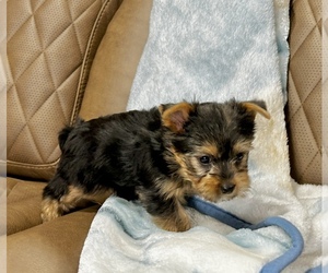 Morkie Puppy for Sale in CASSVILLE, Missouri USA