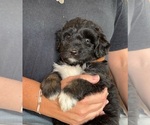 Small #4 F2 Aussiedoodle