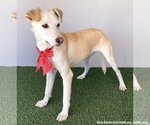 Small #1 Mutt