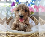 Small Photo #3 Goldendoodle (Miniature) Puppy For Sale in REED CITY, MI, USA