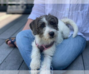 Mutt Dogs for adoption in Wheaton, IL, USA