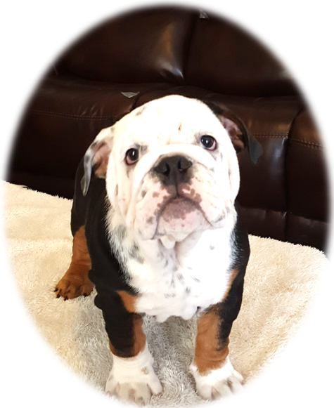 Medium Photo #6 Bulldog Puppy For Sale in STOCKBRIDGE, GA, USA