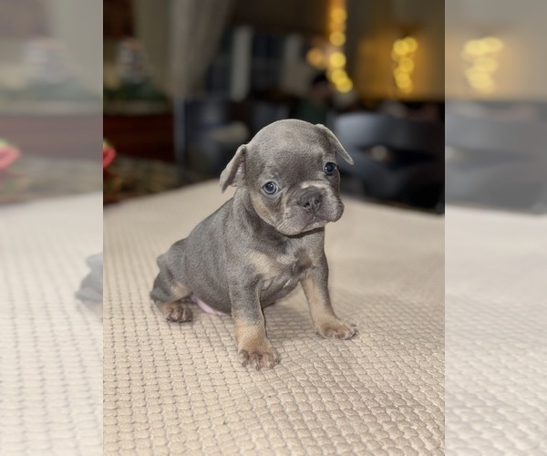Medium Photo #55 French Bulldog Puppy For Sale in HILTON, NY, USA