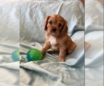 Small Photo #4 Cavalier King Charles Spaniel Puppy For Sale in LOCKPORT, IL, USA
