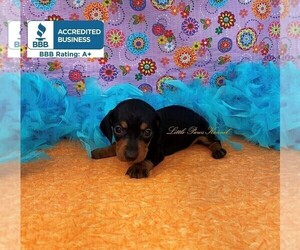 Dachshund Puppy for sale in WINNSBORO, LA, USA
