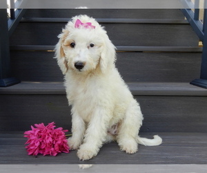 Goldendoodle Puppy for sale in WOOSTER, OH, USA