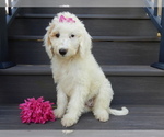 Daisy - Female Goldendoodle Puppy for Sale - Small photo