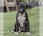 Small #1 Labrador Retriever Mix
