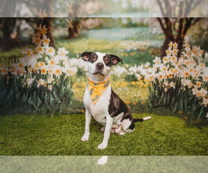 Trixie - Female American Staffordshire Terrier-Pointer Mix Dog for Adoption - Photo #3