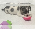 Small #1 German Hunting Terrier-Lowchen Mix