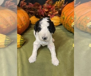 Poodle (Standard) Puppy for sale in DORA, AL, USA