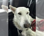 SHADOW - Male Siberian Husky Dog for Adoption - Small photo