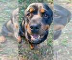 Small Photo #1 Rottweiler Puppy For Sale in DRAPER, VA, USA