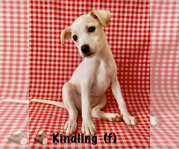 Medium Photo #2 Jack Russell Terrier-Labrador Retriever Mix Puppy For Sale in Aurora, IN, USA