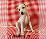 Small #1 Jack Russell Terrier-Labrador Retriever Mix