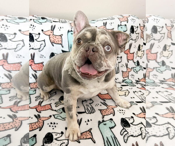 Medium Photo #4 French Bulldog-Unknown Mix Puppy For Sale in Corona, CA, USA