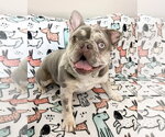 Small #3 French Bulldog Mix