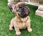 Small #12 French Bulldog