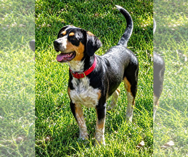 Medium Photo #11 Doxle Puppy For Sale in Dunnellon, FL, USA