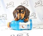 Small Photo #5 Dachshund Puppy For Sale in LAS VEGAS, NV, USA
