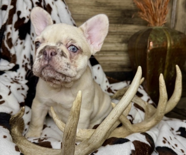 Medium Photo #2 French Bulldog Puppy For Sale in WINDSOR, MO, USA