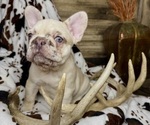 Small #1 French Bulldog
