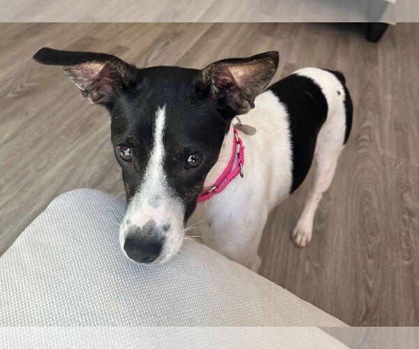 Medium Photo #4 Rat Terrier-Unknown Mix Puppy For Sale in Oakhurst, NJ, USA