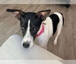 Small #3 Rat Terrier Mix