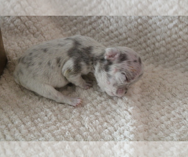 Medium Photo #19 French Bulldog Puppy For Sale in SPRING, TX, USA