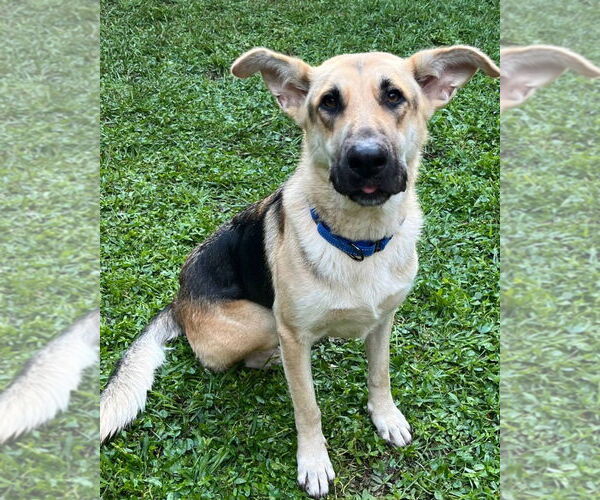 Medium Photo #2 German Shepherd Dog-Unknown Mix Puppy For Sale in Rockaway, NJ, USA