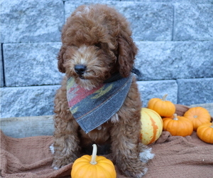 Poodle (Miniature) Puppy for sale in HONEY BROOK, PA, USA