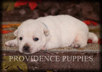 Small Photo #6 West Highland White Terrier Puppy For Sale in COPPOCK, IA, USA