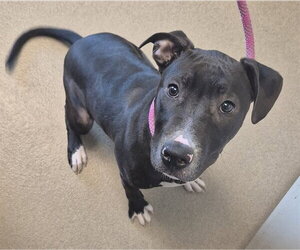 MIDNIGHT SUN - Male Mutt Dog for Adoption - Photo #2