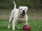 Small Photo #1 American Bulldog Puppy For Sale in BELVIDERE, TN, USA