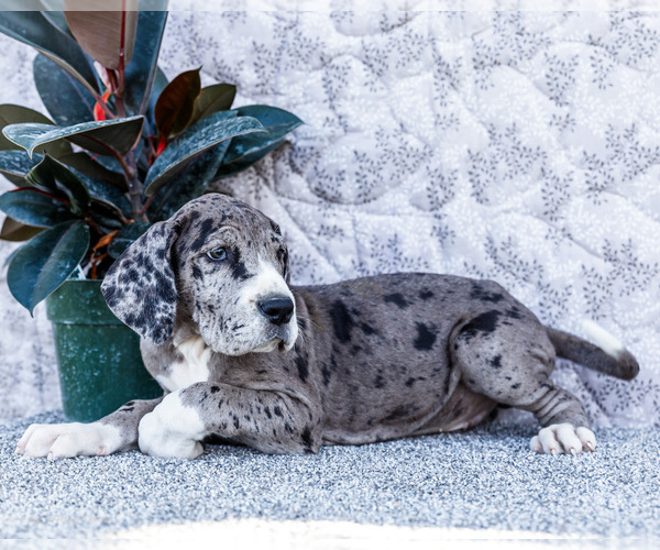 Medium Photo #22 Great Dane Puppy For Sale in WAKARUSA, IN, USA