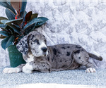 Small #3 Great Dane