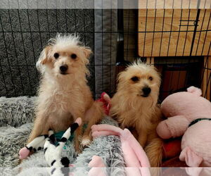 Mutt Dogs for adoption in Gibbstown, NJ, USA