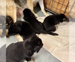 Small #18 German Shepherd Dog