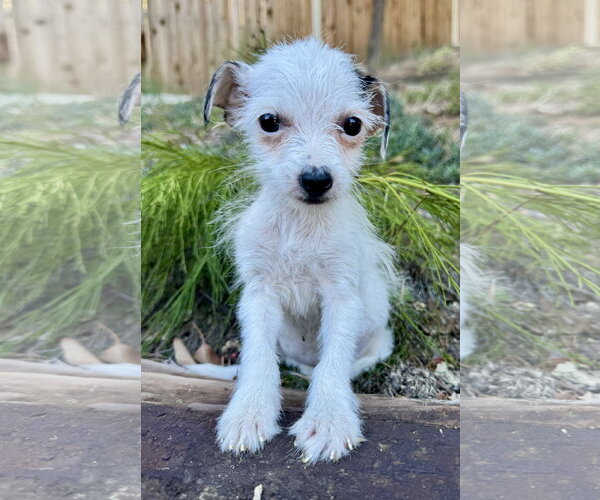 Medium Photo #1 Mutt Puppy For Sale in Marina Del Rey, CA, USA