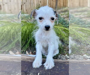 Mutt Dogs for adoption in Marina Del Rey, CA, USA